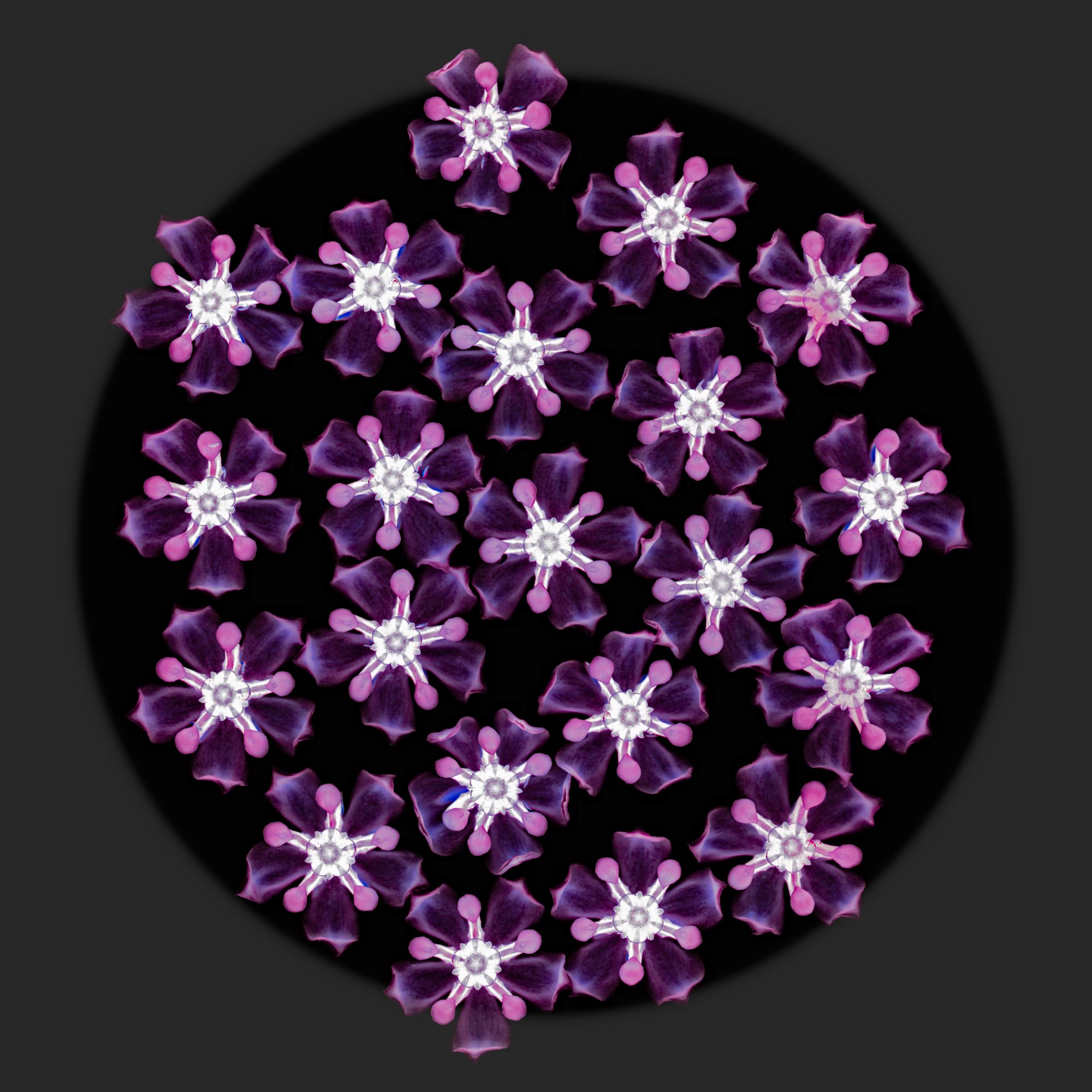 BotanicalEclipse-18