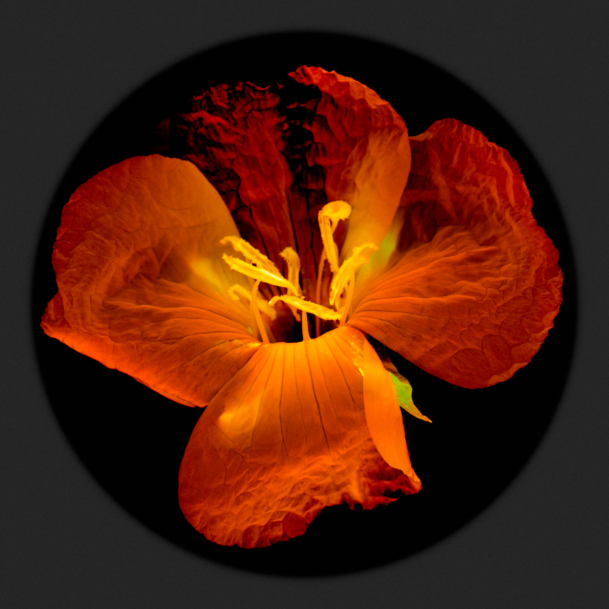 BotanicalEclipse-19