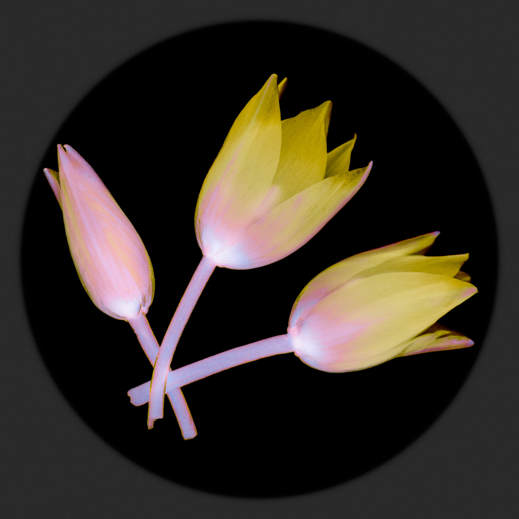 BotanicalEclipse-4