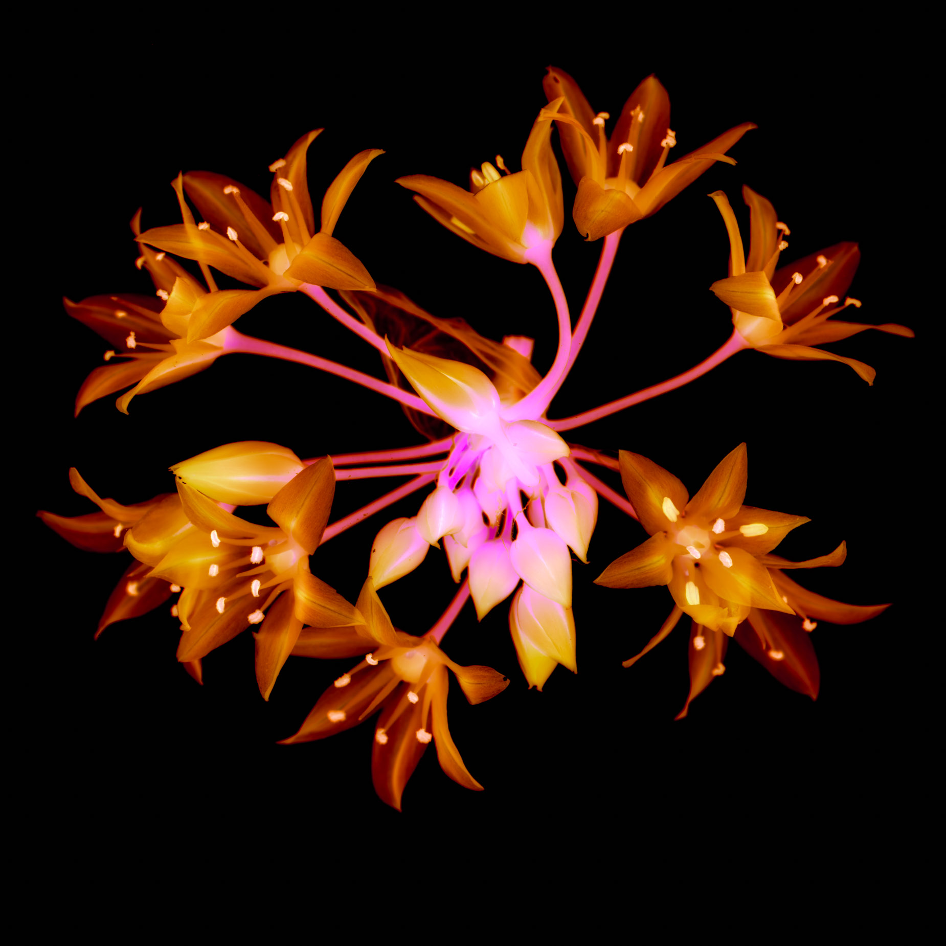 BotanicalVariations-17-101