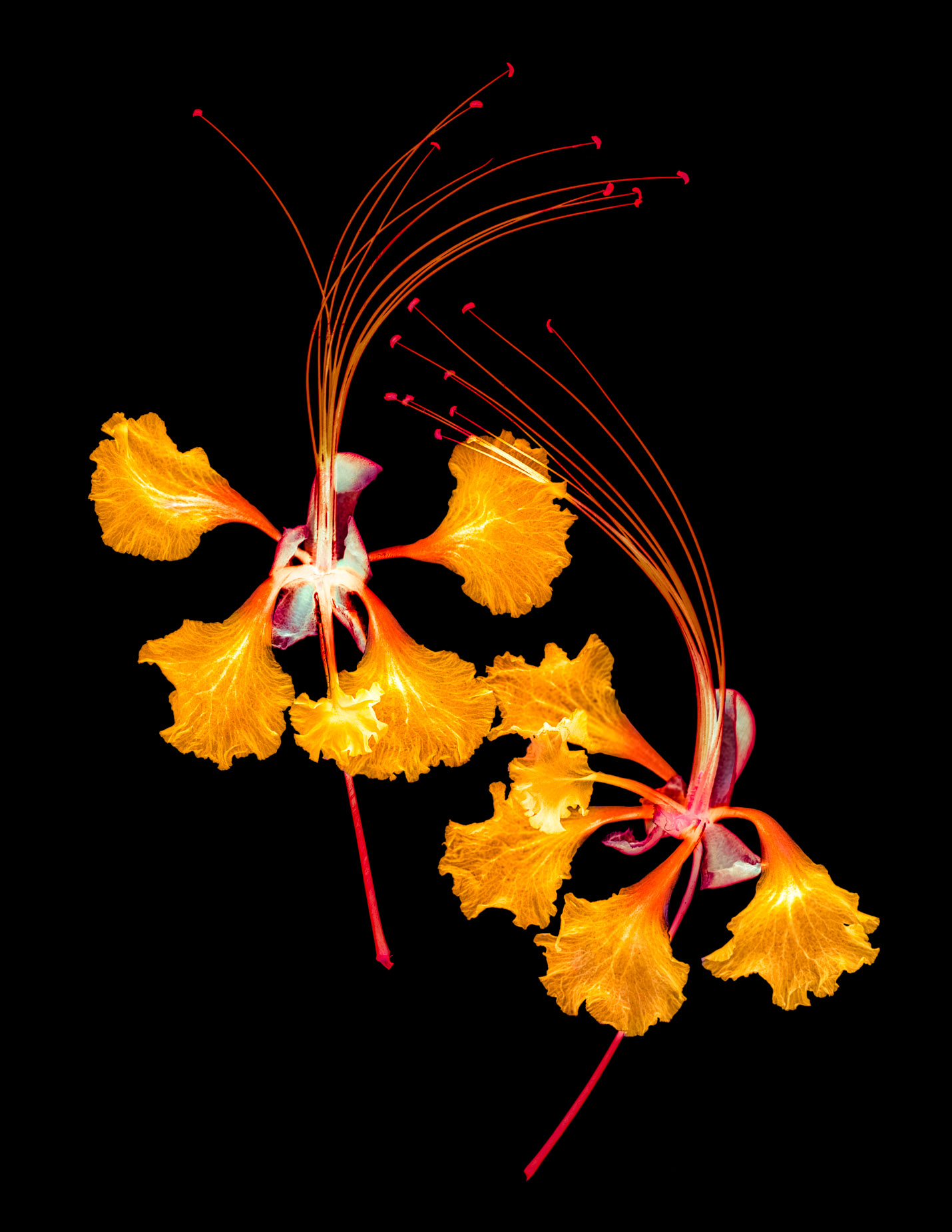 BotanicalVariations-74-109