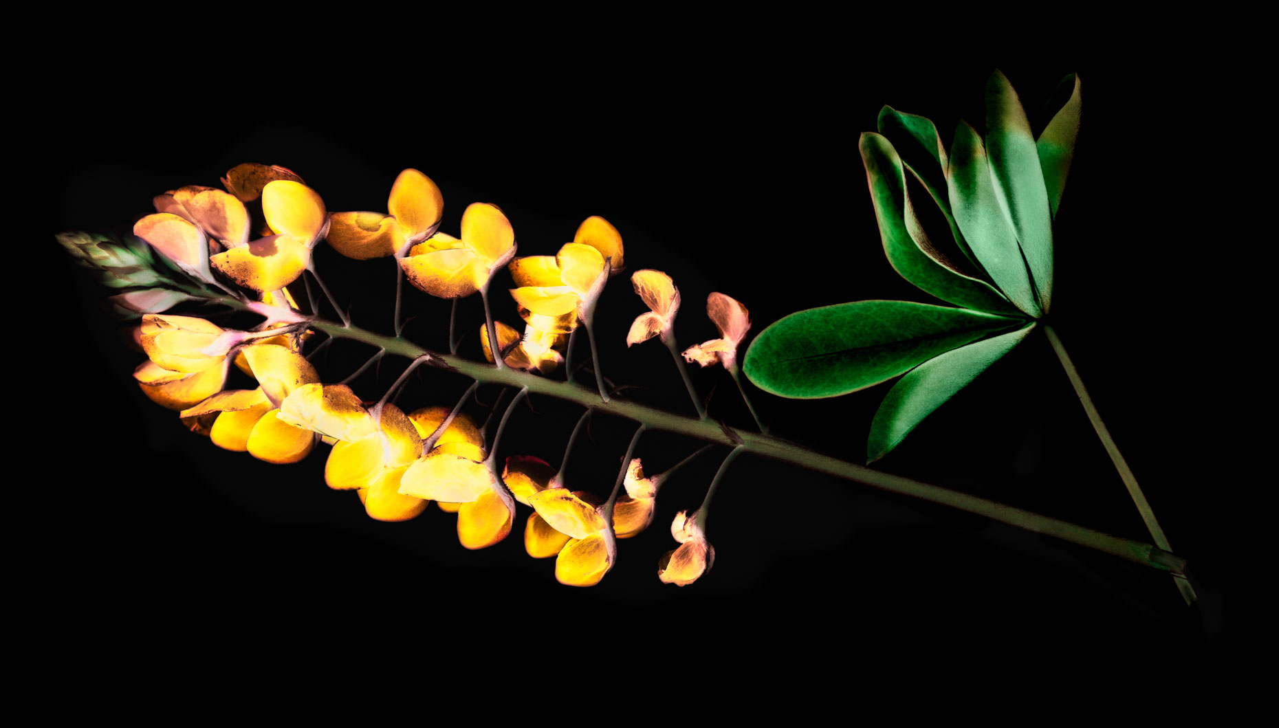 Botanical_Variation-28