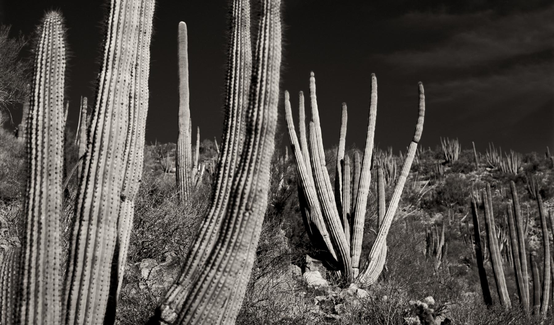 Organ Pipe-005