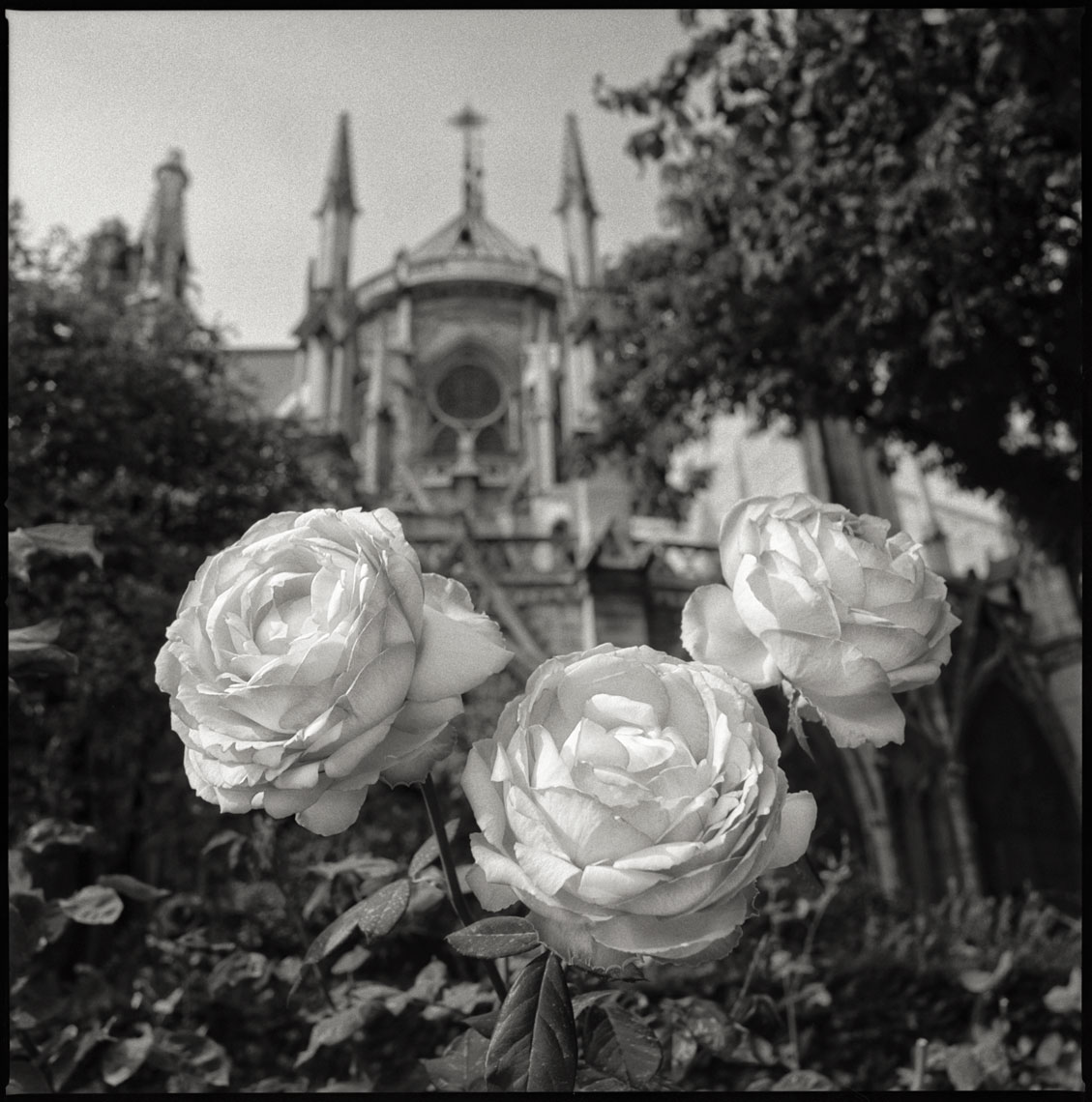 Paris-Botanicals-043-Edit