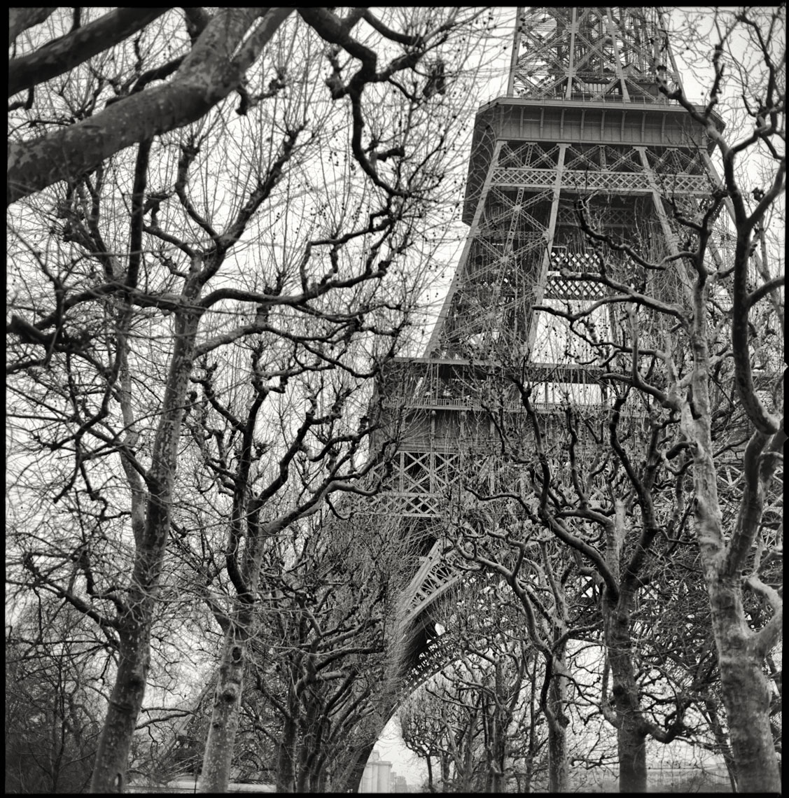 Paris-Botanicals-056