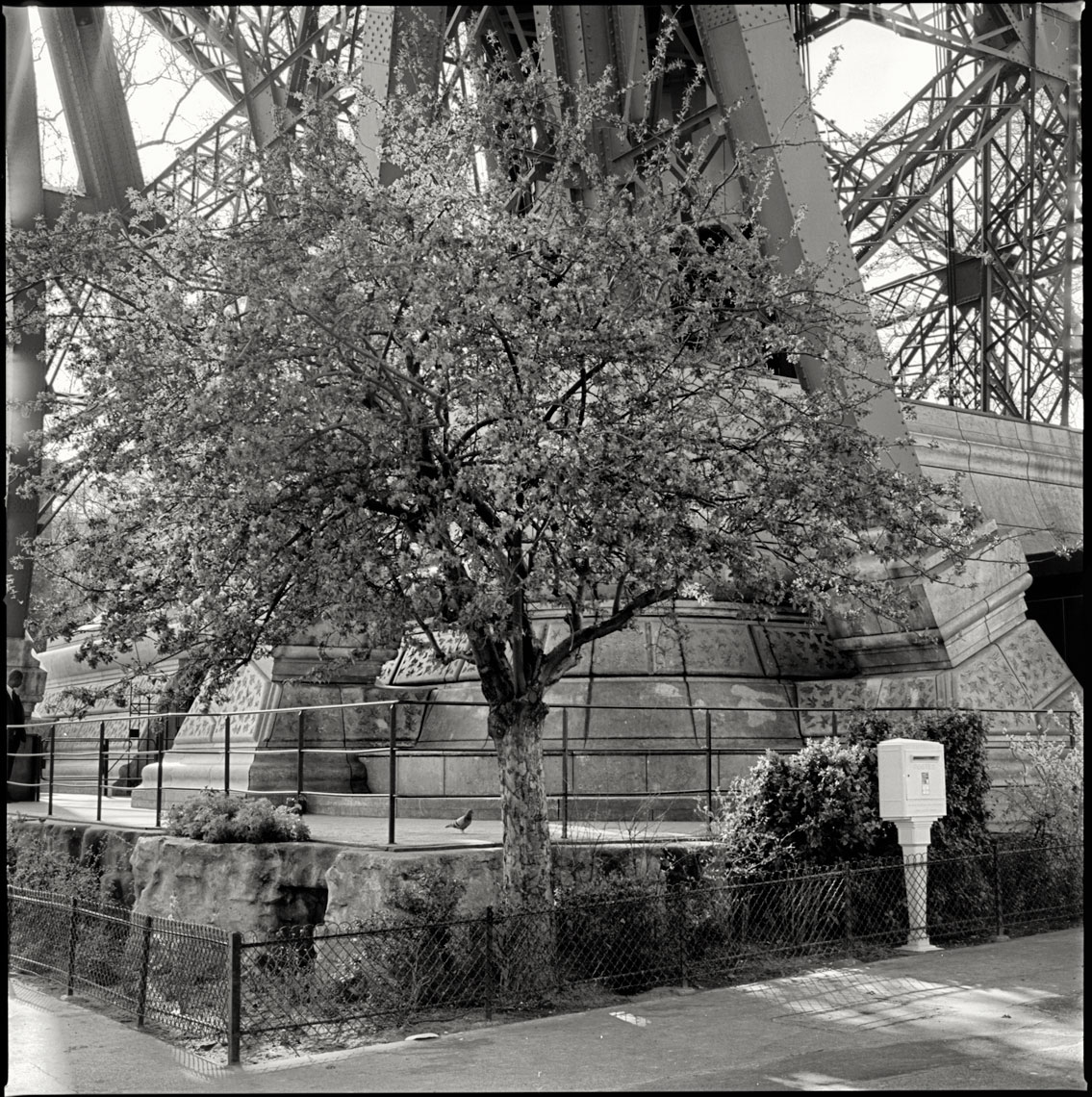 Paris-Botanicals-062
