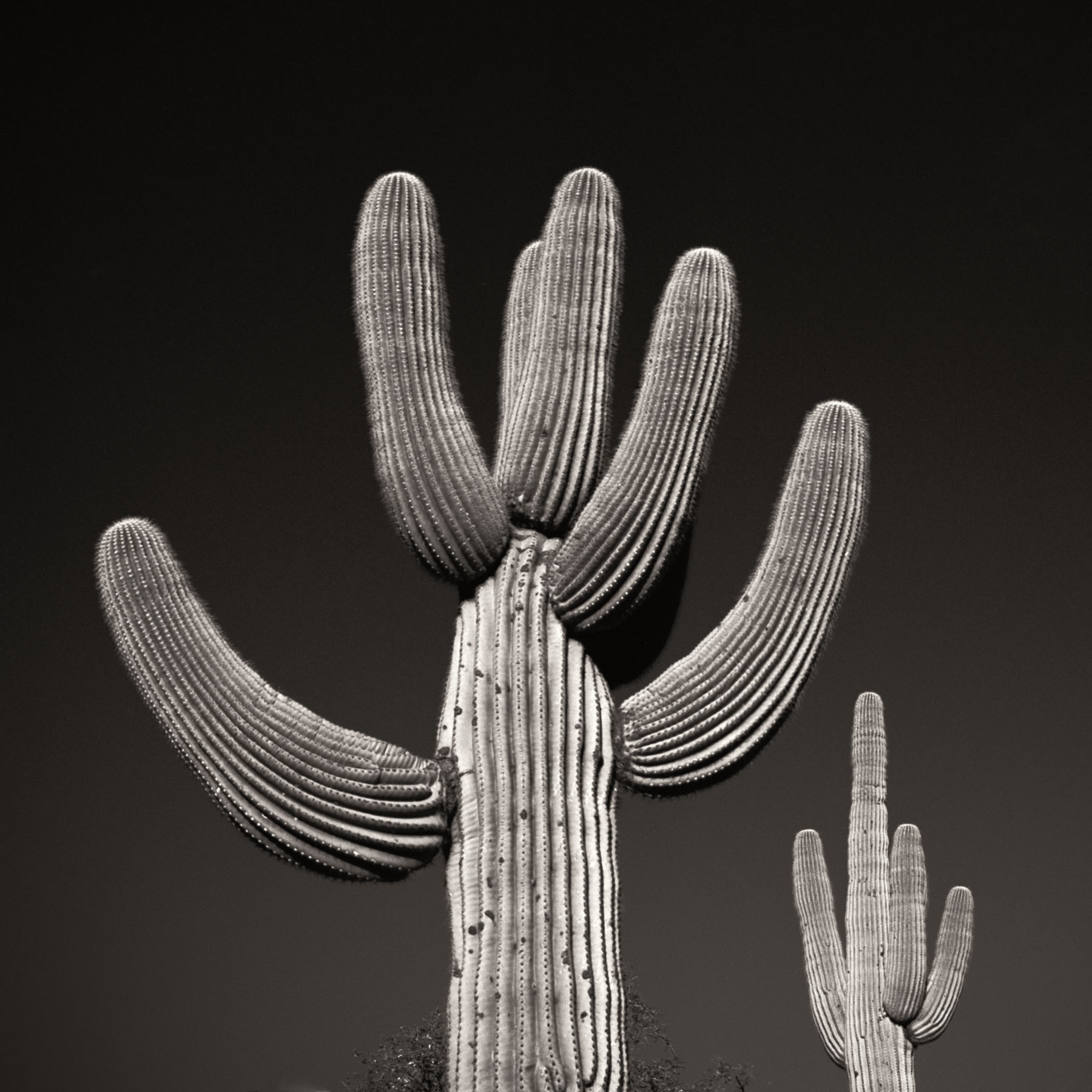 Saguaro-011