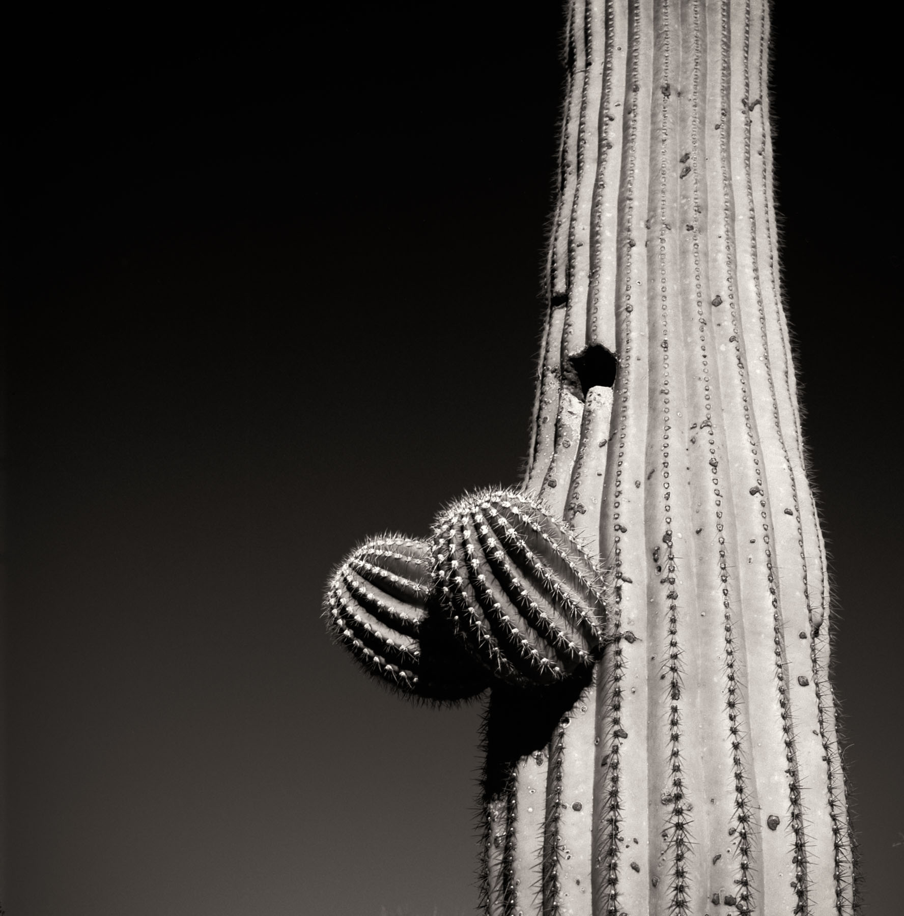 Saguaro-015
