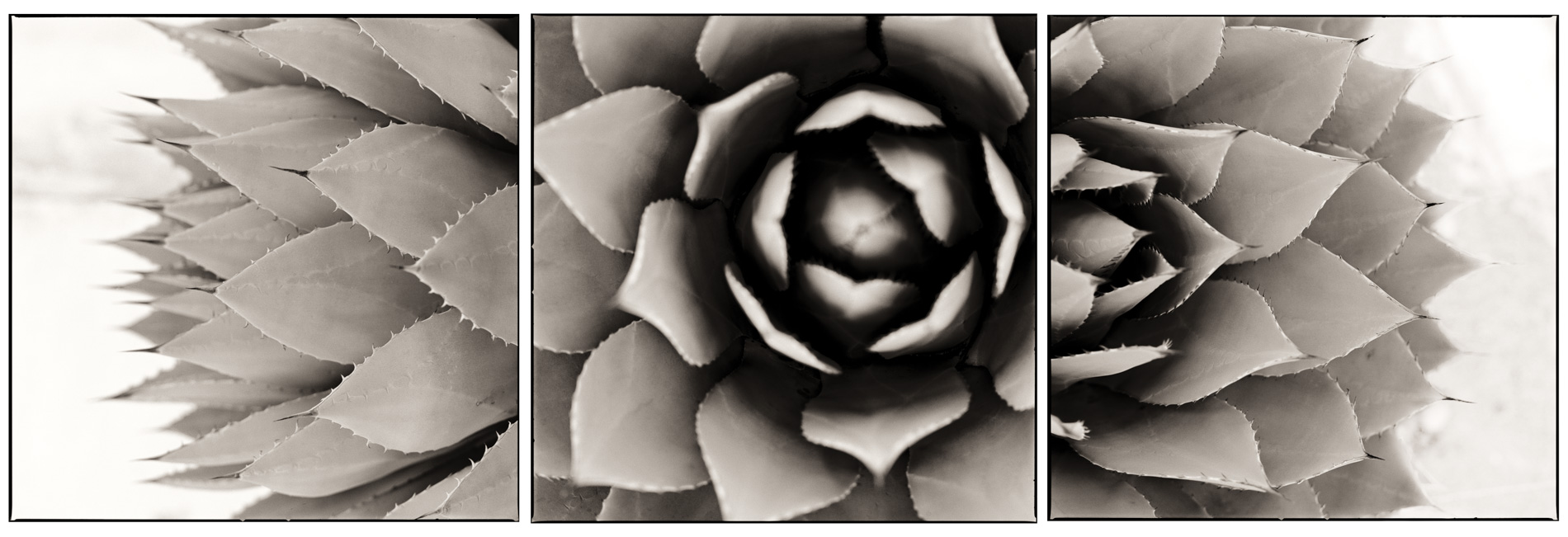 Yucca Tryptic001