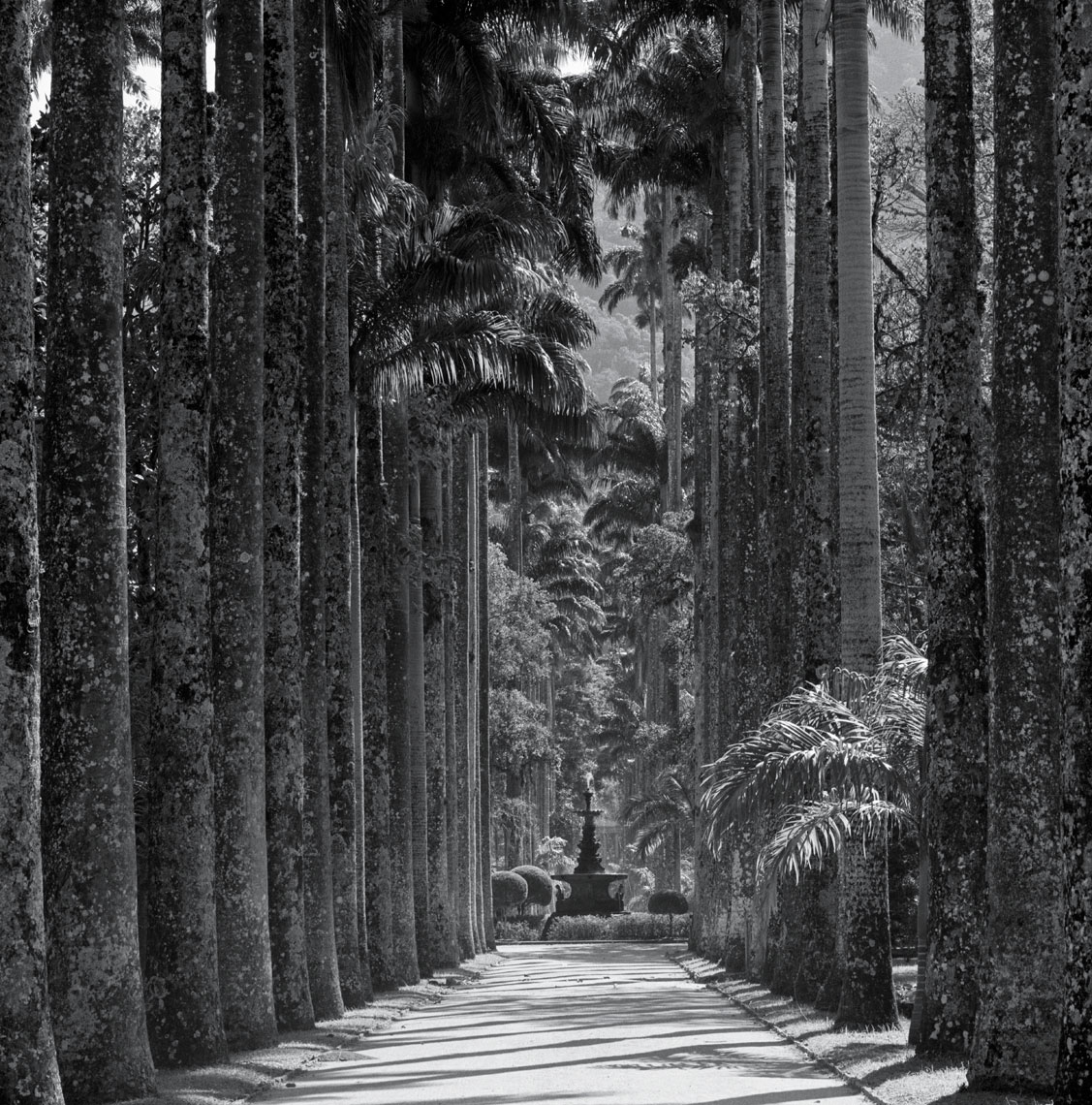 palm1