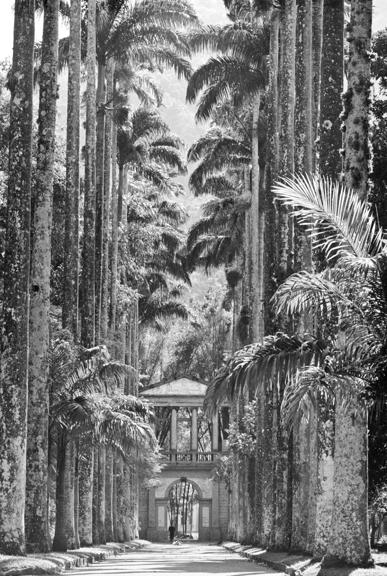 palm4